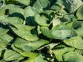 One of the largest Hosta Blue Umbrellas with giant, blue-green, thick-textured, corrugated, heart shaped leaves Royalty Free Stock Photo